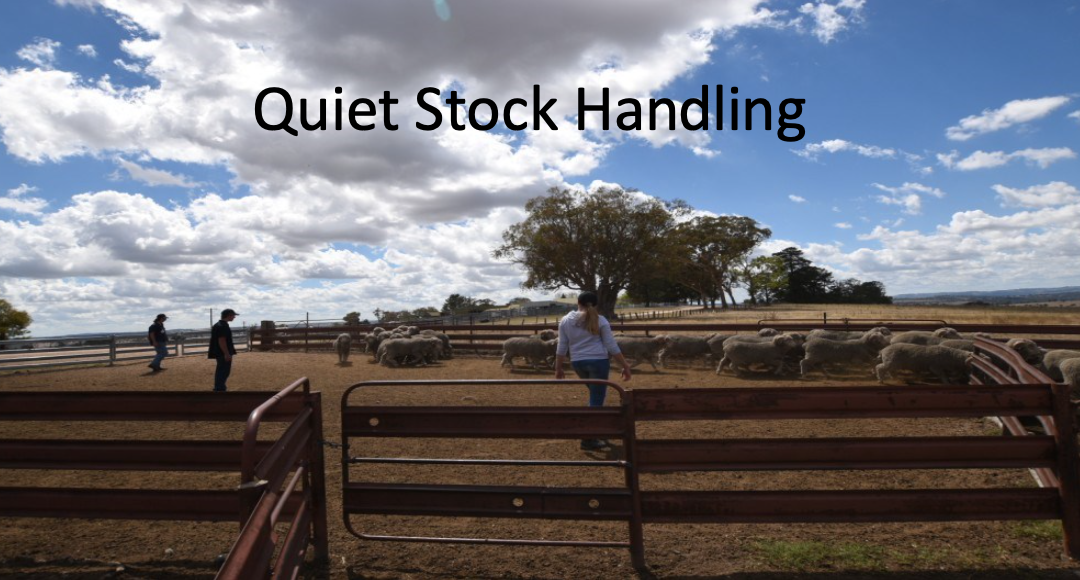 RYAG Sheep 4th to 8th March 2025